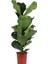 Keman Yapraklı Kauçuk - 100-120 cm - Ficus Lyrata - Popüler Bitki - Dolgun Formda 1