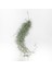 Tillandsia Usneoides (60+ Cm) Ispanyol Yosunu Spanish Moss Hava Bitkisi Airplant 1