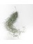 Tillandsia Usneoides (60+ Cm) Ispanyol Yosunu Spanish Moss Hava Bitkisi Airplant 2