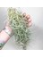 Tillandsia Usneoides (60+ Cm) Ispanyol Yosunu Spanish Moss Hava Bitkisi Airplant 4