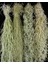 Tillandsia Usneoides (60+ Cm) Ispanyol Yosunu Spanish Moss Hava Bitkisi Airplant 5