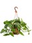 Salon Sarmaşığı - Askılı Saksıda - Green Pothos - Yeşil Salon Sarmaşığı - 20-40 cm - Dolgun Formlu 1