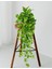 Salon Sarmaşığı - Askılı Saksıda - Green Pothos - Yeşil Salon Sarmaşığı - 20-40 cm - Dolgun Formlu 2