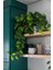 Salon Sarmaşığı - Askılı Saksıda - Green Pothos - Yeşil Salon Sarmaşığı - 20-40 cm - Dolgun Formlu 5