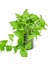 Salon Sarmaşığı - Askısız Saksıda - Green Pothos - Yeşil Salon Sarmaşığı - 20-40 cm - Dolgun Formlu 1