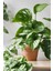 Salon Sarmaşığı - Askısız Saksıda - Green Pothos - Yeşil Salon Sarmaşığı - 20-40 cm - Dolgun Formlu 3