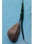 Lead Core'lu Boili'li Sazan Rig Takımı ( Amino Ciğer 18 mm Boili ) 3