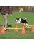 Köpek Agility Oyuncağı 3 Adet 23X30X78 cm 1