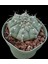 Gymnocalycium Vatteri-10,5 cm SAKSI-REF06D/45 1