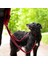 Çift Karabinalı Köpek Gezdirme Kayışı. (15 Kilo Ile 40 Kilo Arası) 2