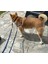 Çift Karabinalı Köpek Gezdirme Kayışı. (15 Kilo Ile 40 Kilo Arası) 5