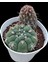 Gymnocalycium Vethelocactus Sp--12 cm Saksı-2 KÖK-REF06D/29 1