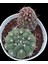 Gymnocalycium Vethelocactus Sp--12 cm Saksı-2 KÖK-REF06D/29 2