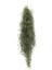 Tillandsia Usneoides (Hava Bitkisi) 1