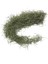 Tillandsia Usneoides (Hava Bitkisi) 2