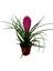 Tillandsia Cyanea (Hava Bitkisi) 1