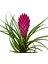 Tillandsia Cyanea (Hava Bitkisi) 2