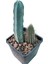 Echinopsis Tercheckii ve Myrtillocactus Geometrizans - 13 cm Saksı 1