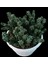 Euphorbia Horrida F. Mostruosa 18 cm Saksı REF20A 2