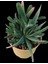 Gasteria Bicolor 18 cm Saksı REF20A 1