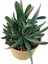 Gasteria Bicolor 18 cm Saksı REF20A 2