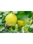 Limon Ayva Fidanı 1