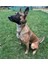 Tactical Orta Irk Köpek Tasma.tactical Dog Collar.bordercollie,labrador,golden,alman Pointer .malinois.k9 Tasma. 5