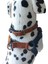 Köpek Göğüs Boyun Tasma Seti Kot Deri Göğüs ÖLÇÜSÜ:45-80CM BOYUN:34-46CM Ayarlı Dog Harness Tb5-24 1