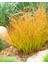 Yeni Zelanda Saç Sazı [carex Testesea] Fidanı 1-2yaş Arası Saksılı 3