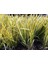 Alacalı Eğir Otu [ Acorus Gramineus Ogon] Fidanı 1-2 Yaş Arası Saksılı 1