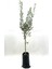Zeytin Fidanı (Gemlik Sofralık Zeytin) 2 Yaş (70-90 Cm) 1