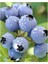 Blue Gold Yaban Mersini (Blueberry) Fidanı 1