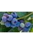 Jubilee Yaban Mersini (Blueberry) Fidanı 1