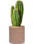 Beton Saksı - 12,5 cm Çap, Modern ve Minimalist Tasarım, Dayanıklı ve Dekoratif 5