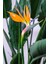 Starliçe - Strelitzia Reginae - Turuncu Cennet Kuşu - 80-100 cm - Şu An Çiçeksiz 3