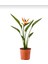 Cennet Kuşu - Starliçe - 40-60 cm - Strelitzia Reginae - Turuncu - Şu An Çiçeksiz 1