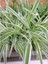 Yeşil Beyaz Kurdele Çiçeği (Chlorophytum) 10-20 cm 1