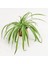 Yeşil Beyaz Kurdele Çiçeği (Chlorophytum) 10-20 cm 5