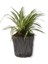 Üretim Saksılı Kurdele Çiçeği Chlorophytum Comosum Variegatum 4