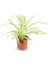 Dekoratif Kurdele Çiçeği Chlorophytum Comosum Variegatum 10-20 cm 2