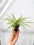 Dekoratif Kurdele Çiçeği Chlorophytum Comosum Variegatum 10-20 cm 4