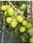 Çekişte Zeytin Fidanı 1