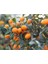 Kamkat (Kumquat) Fidanı 1