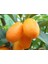 Kamkat (Kumquat) Fidanı 2