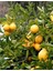 Enterdonat Limon Fidanı 1
