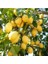 Enterdonat Limon Fidanı 2