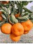 Satsuma Mandarin Fidanı 1