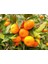 Satsuma Mandarin Fidanı 2