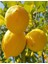 Yediveren Limon Fidanı 1