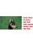 Gümüş Beyaz Tarzı Erkek Sevimli Takım Broo Doberman Köpek Hayvanseverler Komik Hediye (Yurt Dışından) 3